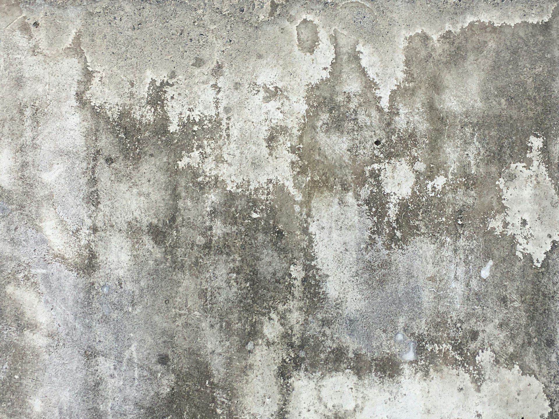 Mold growing on a wall.